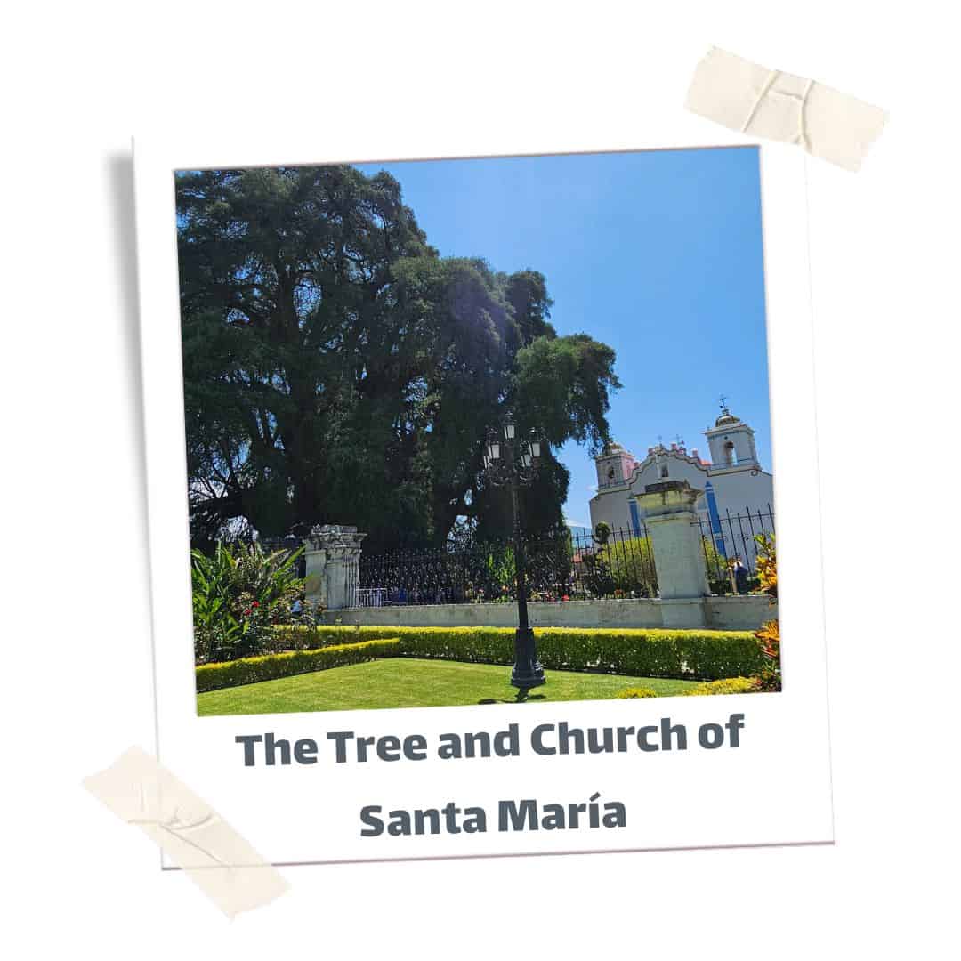 Tree and Church in Santa Maria during a day trip from Oaxaca
