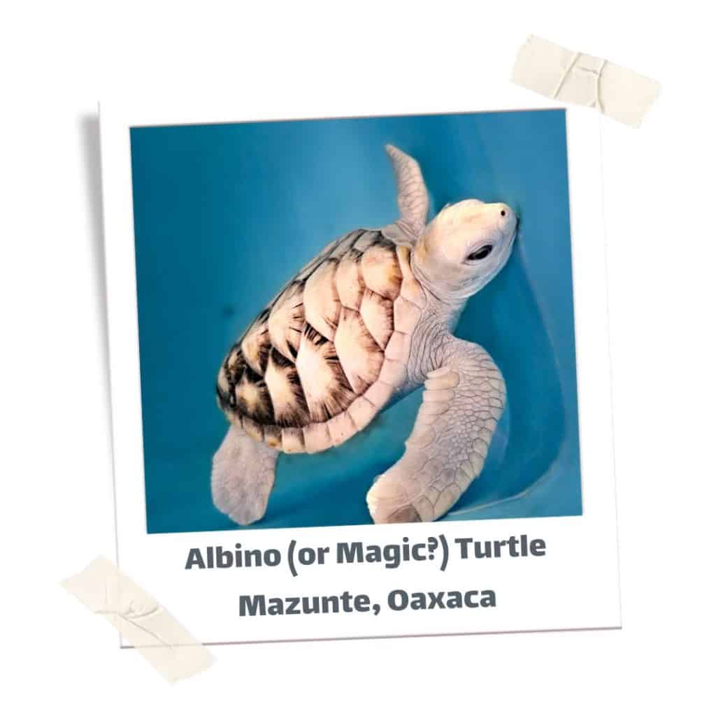 Albino sea turtle during the best time to travel to Oaxaca