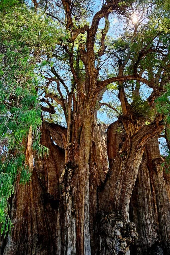 Image of the tree of Tule during a day trip from Oaxaca 